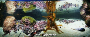 Laguna Beach Tide Pool Panorama by Dale Kobetich 